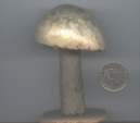fungo-a1_small.jpg (1719 byte)