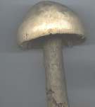 fungo-a_small.jpg (2028 byte)