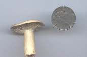 fungo-d1_small.jpg (2039 byte)