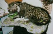 civet_small.jpg (4872 byte)