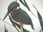 martin pescatore_small.jpg (3660 byte)